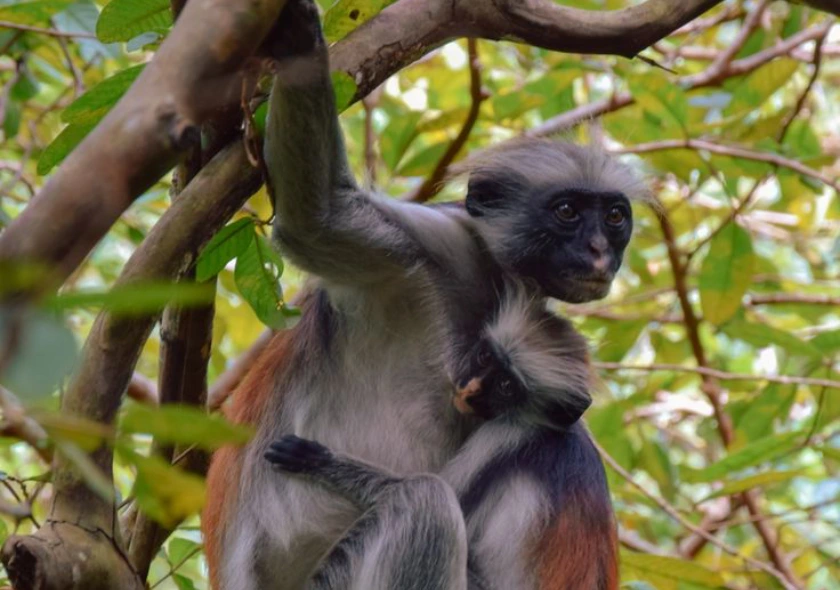 Jozani Forest Park & Zanzibar Butterfly Centre Half Day