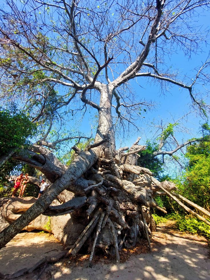 Kwale Island Full Day Tour